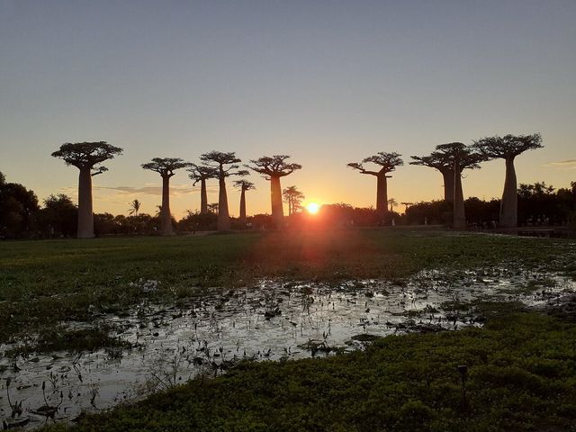 BEKOPAKA – BELO SUR TSIRIBIHINA – ALLÉE DES BAOBABS AVEC COUCHER DE SOLEIL – MORONDAVA.