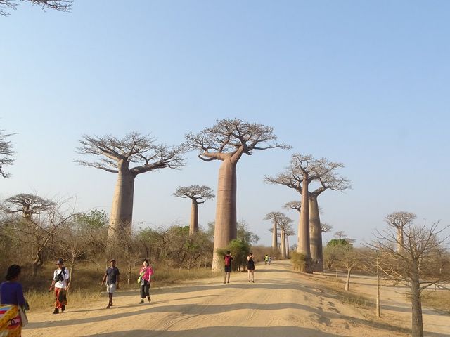 Circuit privé SAFARI BAOBAB TOURS À MADAGASCAR.