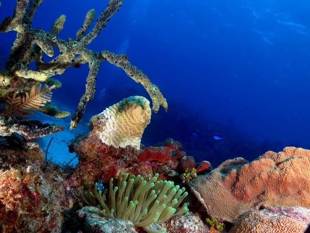 Diving in Punta Perdiz, Cienaga de Zapata National Park, Matanzas, Cuba.