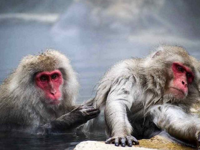NAGANO - MONKEY PARK - KUSATSU - IKAHO ONSEN.
