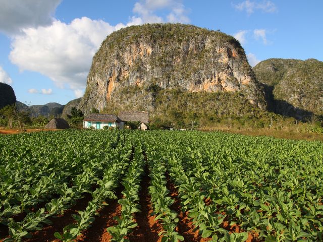 Hike in the Viñales Valley "Coco Solo - Palmarito", Viñales, Pinar del Río, Cuba.