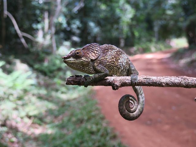 ANTSIRANANA (DIEGO SUAREZ) – PARC NATIONAL DE LA MONTAGNE D'AMBRE.