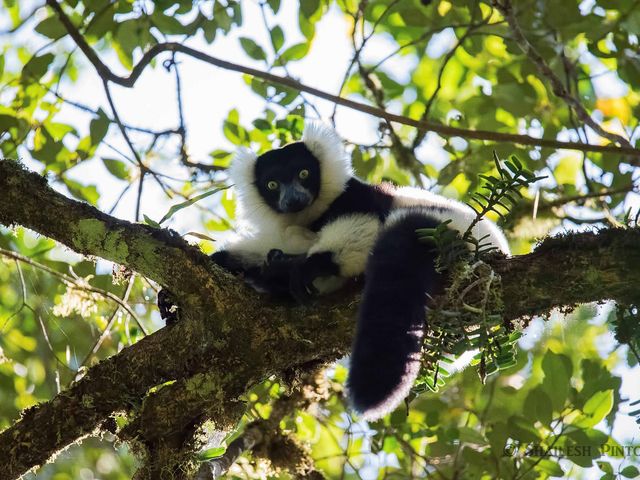 ANDRINGITRA - PARC NATIONAL DE RANOMAFANA.