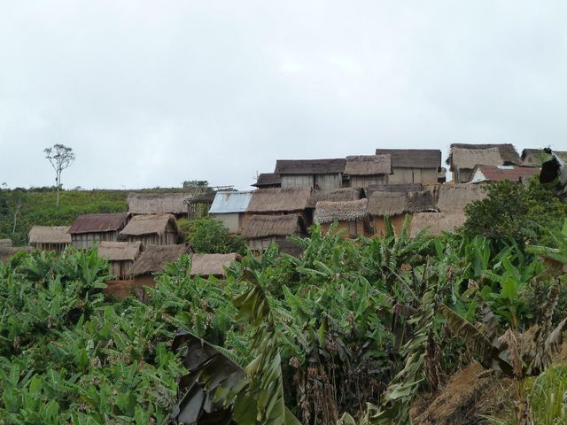 ANDRINGITRA - PARC NATIONAL DE RANOMAFANA.