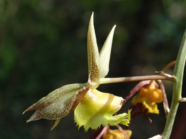 Varieties of orchids at the Soroa’s Orchid Garden