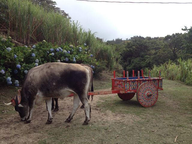 Tour of El Trapiche, a local farm, Costa Rica