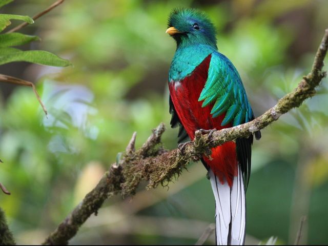 The Quetzal, one of the worid's most magnificent birds, Monteverde Cloud Forest Reserve, Costa Rica