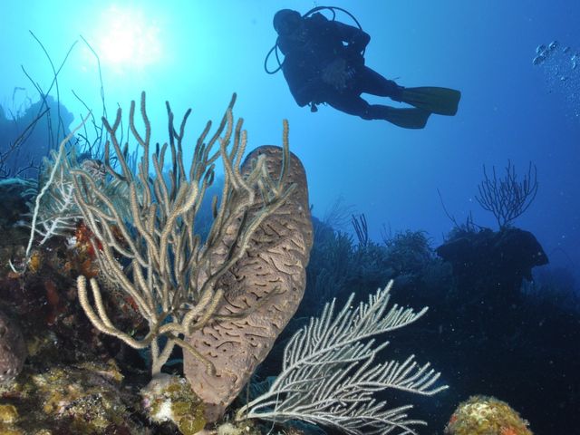 Diving in Punta Perdiz, Zapata peninsula, Matanzas, Cuba.