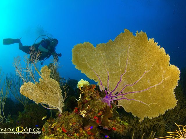 Diving in Cienfuegos, Rancho Luna, Cienfuegos, Cuba.