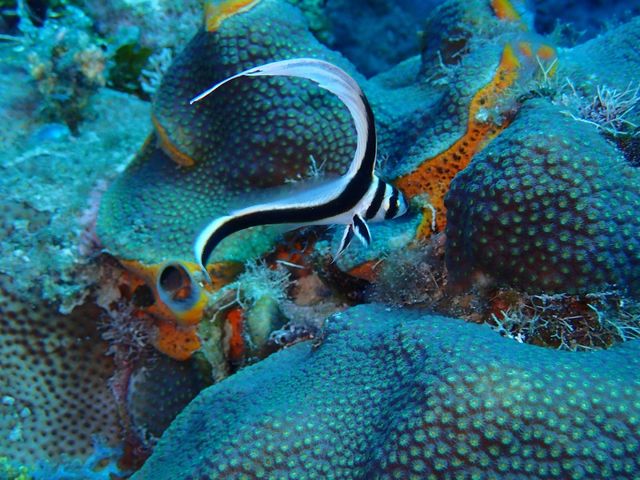 Scuba Diving in Marina Hemingway, Miramar, Havana, Cuba.