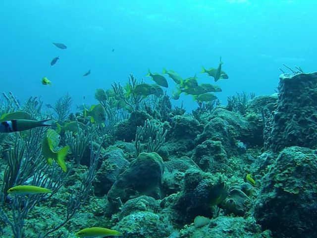 Scuba Diving in Marina Hemingway, Miramar, Havana, Cuba.