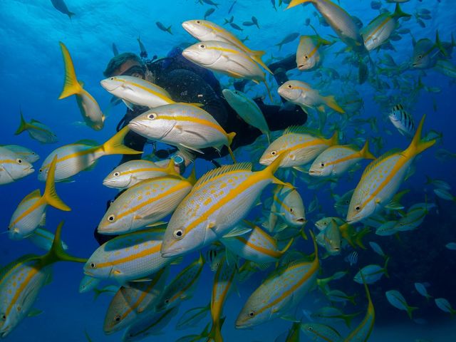 Scuba Diving in Faro Luna, Cienfuegos, Cuba.