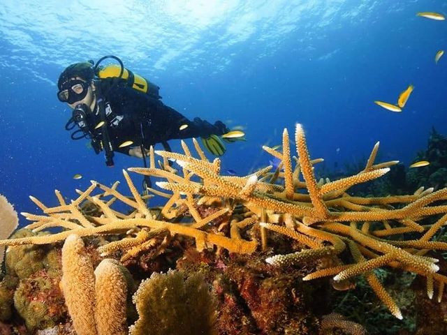CUBA LEARN TO DIVE Diving Tour