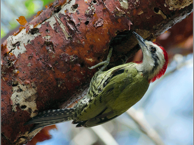 Cuban Green Woodpecker, THE MOST COMPLETE BIRDWATCHING TOUR IN CUBA.