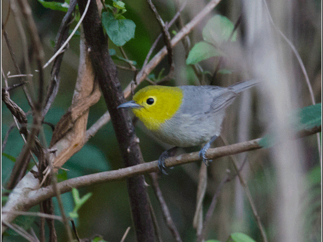 Yellow headed warbler, THE MOST COMPLETE BIRDWATCHING TOUR IN CUBA.