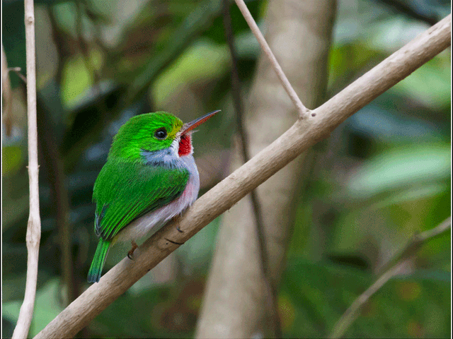 Cuban Tody, THE MOST COMPLETE BIRDWATCHING TOUR IN CUBA.