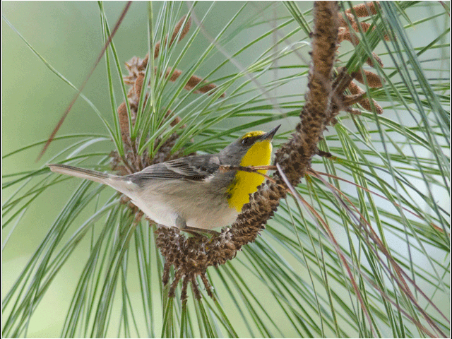 Olive capped warbler, THE MOST COMPLETE BIRDWATCHING TOUR IN CUBA.