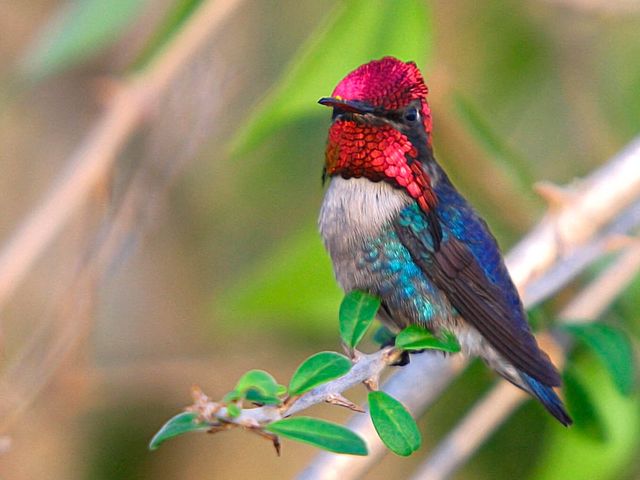 Bee Hummingbird, THE MOST COMPLETE BIRDWATCHING TOUR IN CUBA.