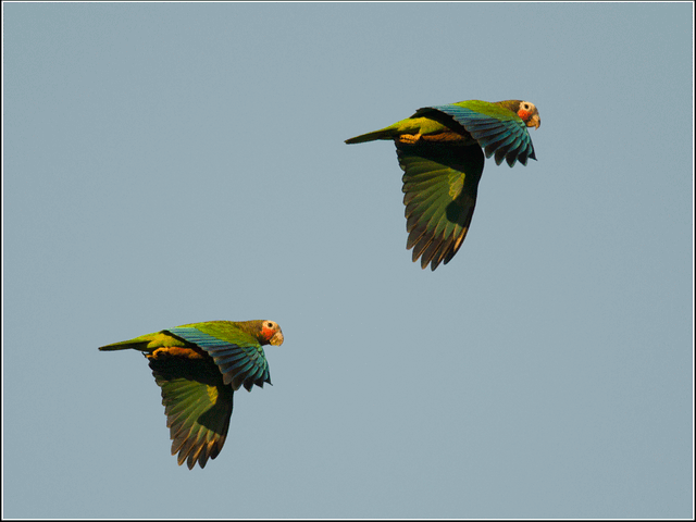 Cuban Parrots, THE MOST COMPLETE BIRDWATCHING TOUR IN CUBA.