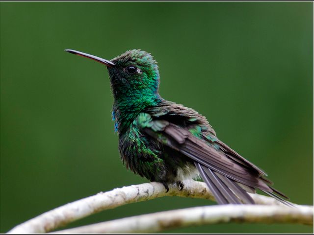 Cuban Emerald, THE MOST COMPLETE BIRDWATCHING TOUR IN CUBA.