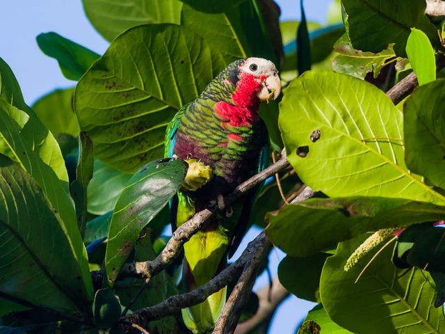 Cuban Parrot, THE MOST COMPLETE BIRDWATCHING TOUR IN CUBA.