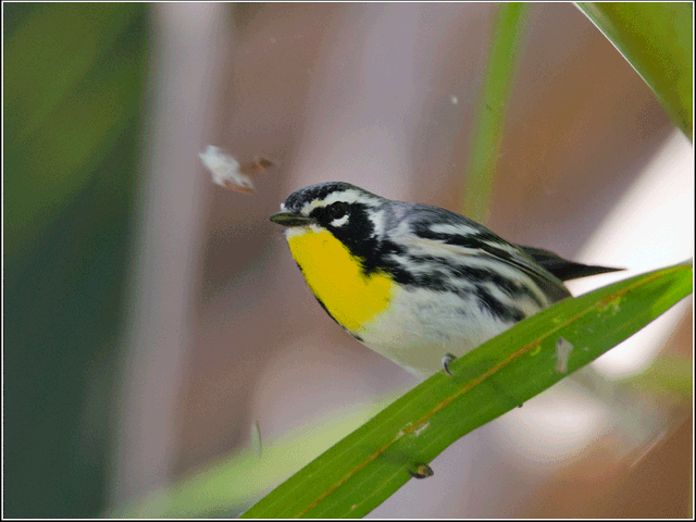 Yellow throated warbler, THE MOST COMPLETE BIRDWATCHING TOUR IN CUBA.