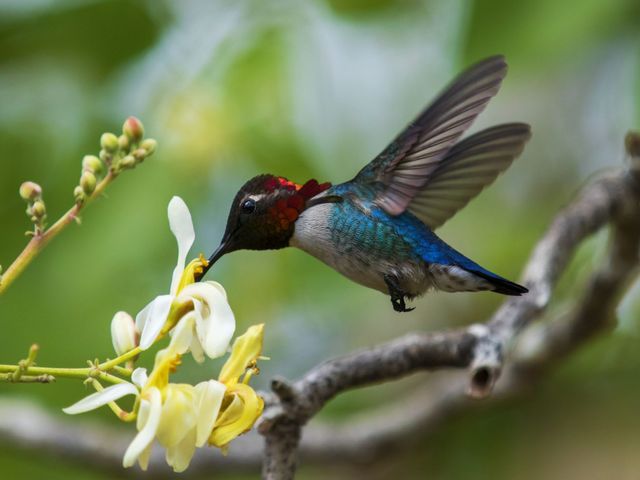 Bee hummingbird Zunzuncito, THE MOST COMPLETE BIRDWATCHING TOUR IN CUBA.