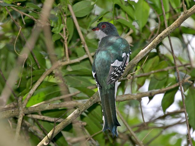 Cuban Trogon, THE MOST COMPLETE BIRDWATCHING TOUR IN CUBA.