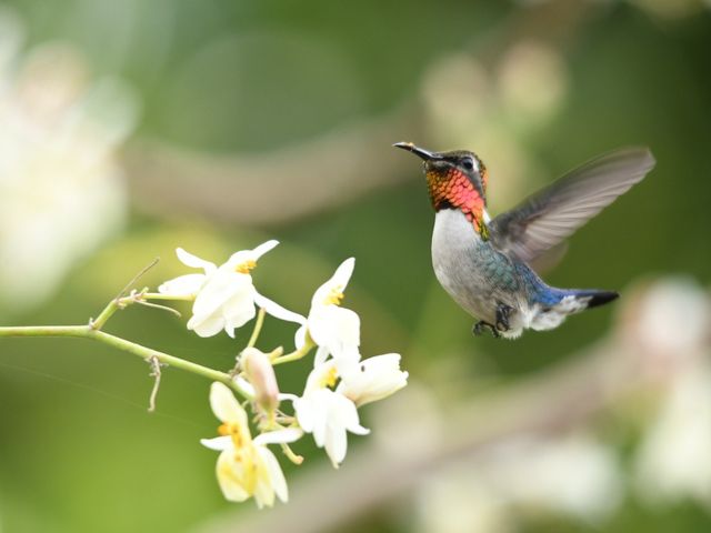 Bee hummingbird, Zunzuncito, THE MOST COMPLETE BIRDWATCHING TOUR IN CUBA.