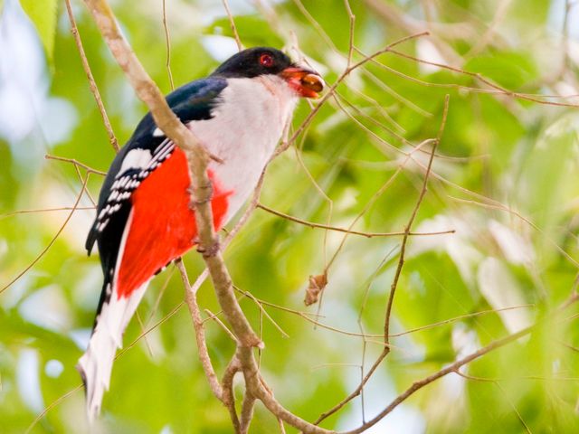 Cuban trogon, THE MOST COMPLETE BIRDWATCHING TOUR IN CUBA.