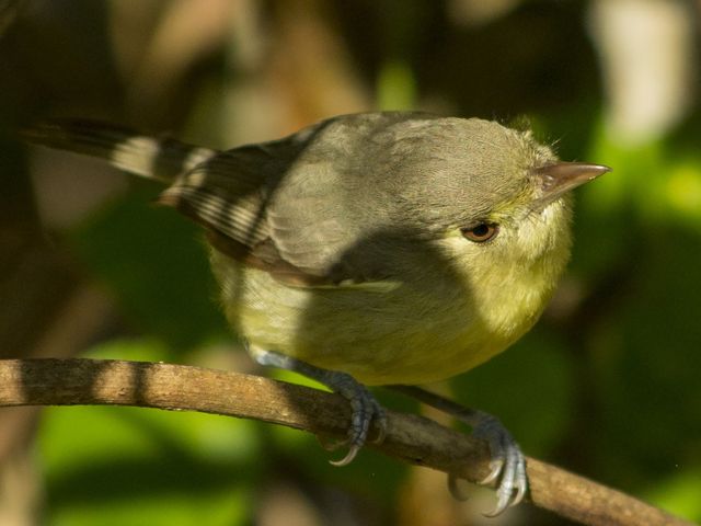 Oriente Warbler Pechero, THE MOST COMPLETE BIRDWATCHING TOUR IN CUBA.