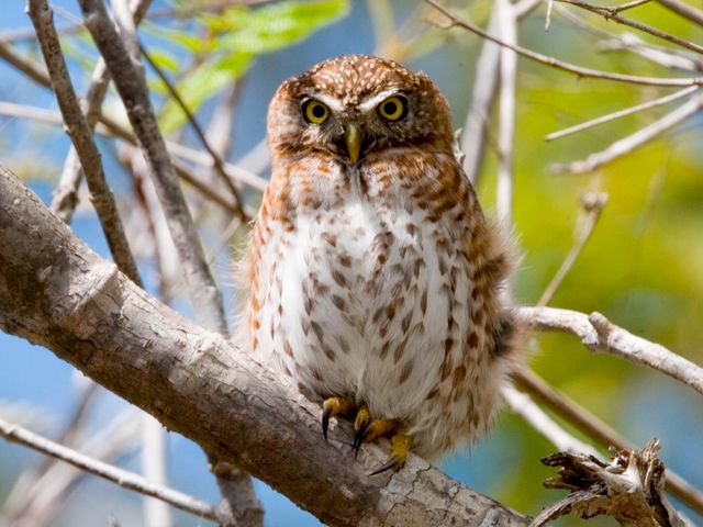 Cuban pygmyowl, THE MOST COMPLETE BIRDWATCHING TOUR IN CUBA.