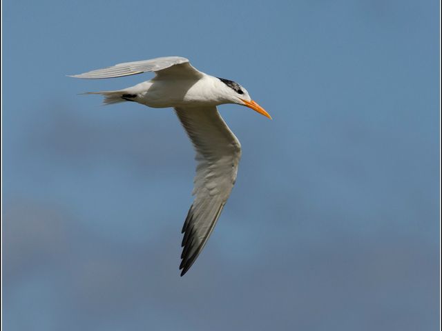 Royal Tern, THE MOST COMPLETE BIRDWATCHING TOUR IN CUBA.