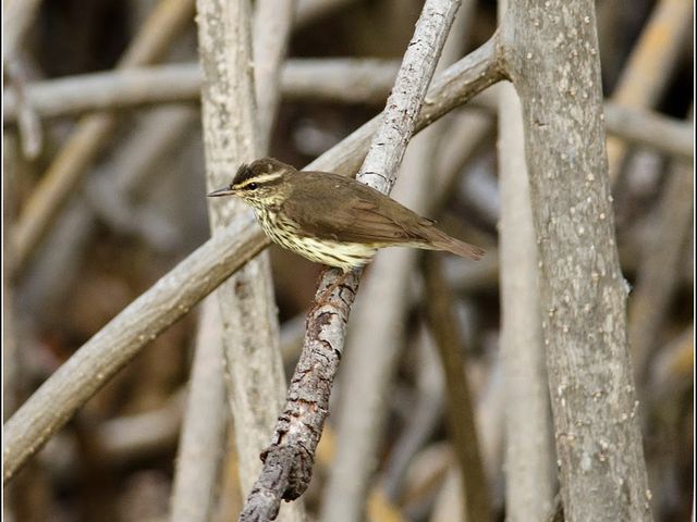 Northern Waterthrush, THE MOST COMPLETE BIRDWATCHING TOUR IN CUBA.