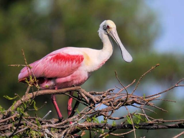 Roseate spoonbill, THE MOST COMPLETE BIRDWATCHING TOUR IN CUBA.