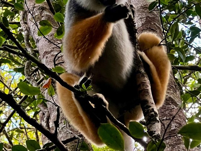 ANTANANARIVO - ANDASIBE.