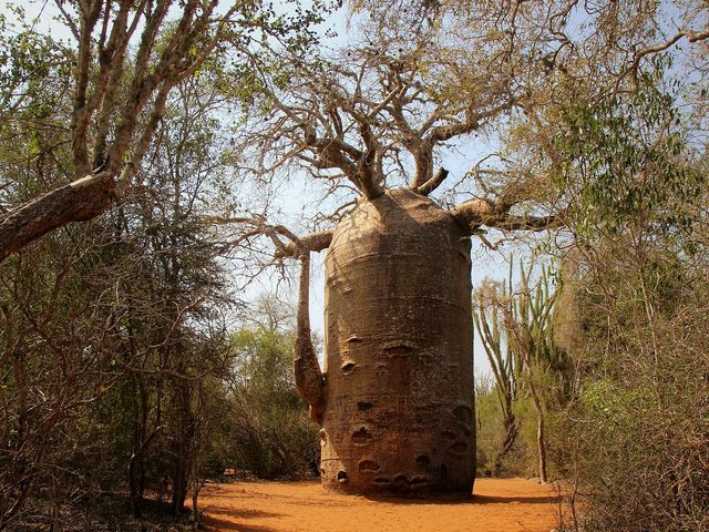 Circuit privé MADAGASCAR POUR LES AMOUREUX DE LA NATURE.