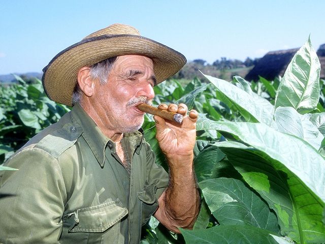Farmer in the tobacco plantations, Viñales town