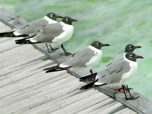 Cuban birds, Santa Lucía beach