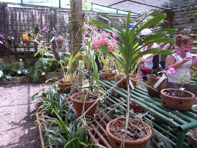 Varieties of orchids at the Soroa’s Orchid Garden