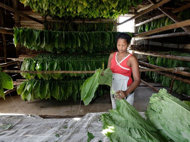 Tobacco plantations at Viñales valley, Pinar del Río