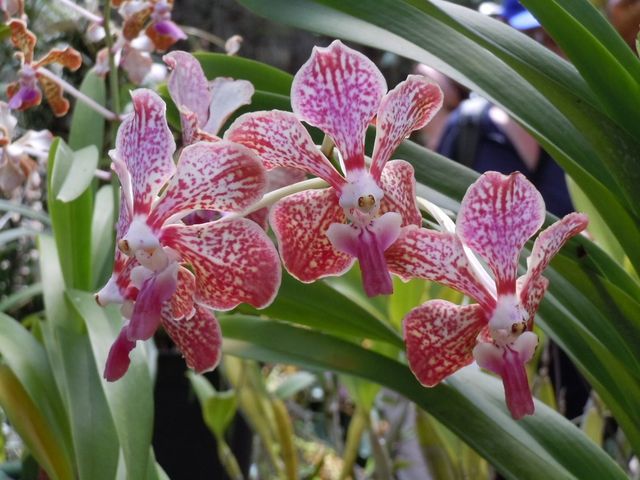 Varieties of orchids at the Soroa’s Orchid Garden