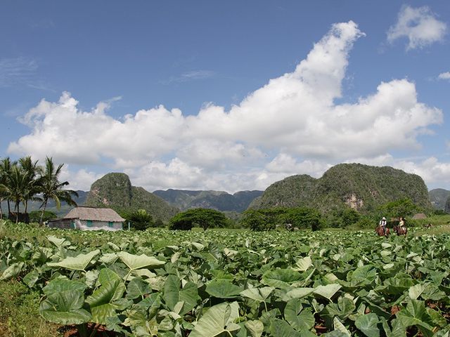 Viñales plantations panoramic view