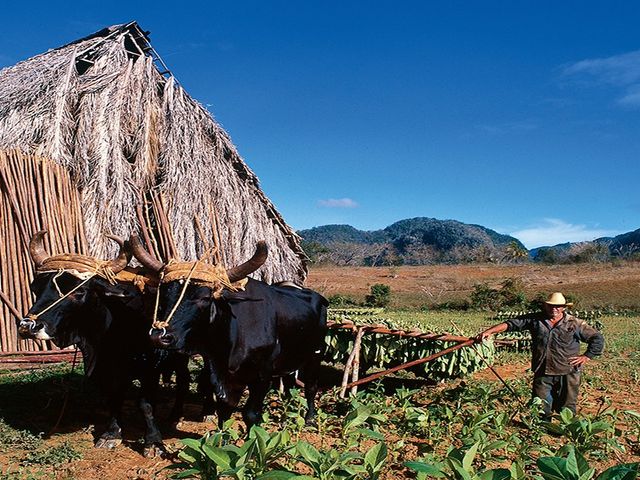 Tobacco plantations panoramic view at Viñales valley