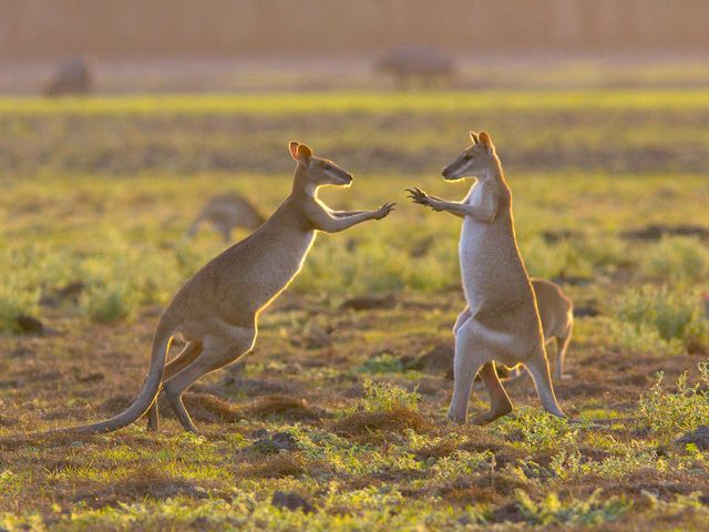 Kangaroos in free life in Mary River National Park, Northern Territory of Australia.