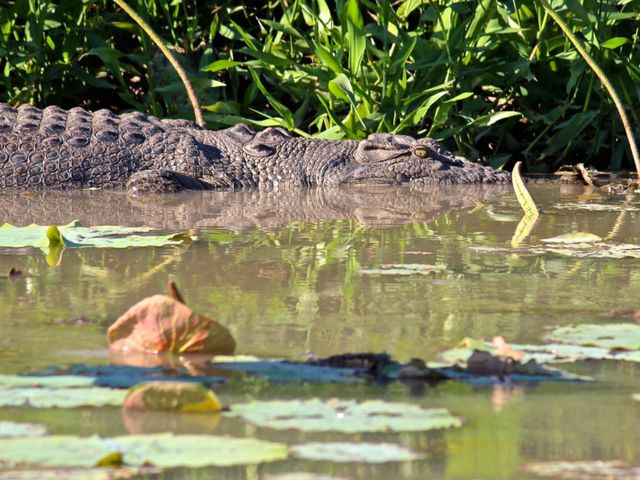 Saltwater crocodiles at Mary River National Park, Northern Territory of Australia.