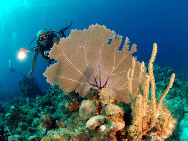 Scuba diving tour in Playa Santa Lucía