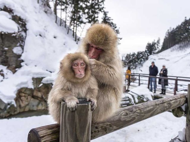 NAGANO - MONKEY PARK - KUSATSU - IKAHO ONSEN.