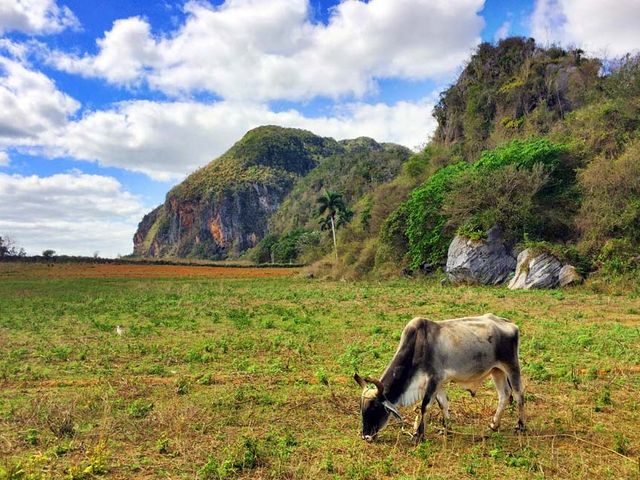 LA HAVANE - VIÑALES - LA HAVANE.