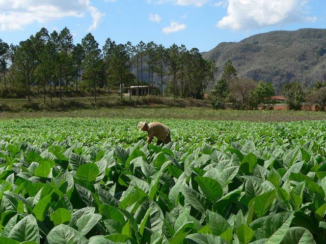 The Tobacco plantations panoramic view, Viñalles Valley, Pinar del Río, Cuba.